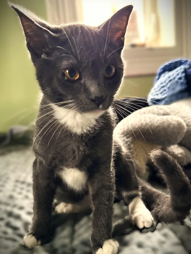 A baby small-sized male Black & White / Tuxedo Domestic Short Hair cat named Jasper for adoption in Mankato, MN