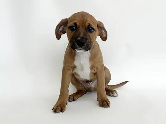 A baby small-sized male Pit Bull Terrier dog named Moon for adoption in Saint Louis, MO