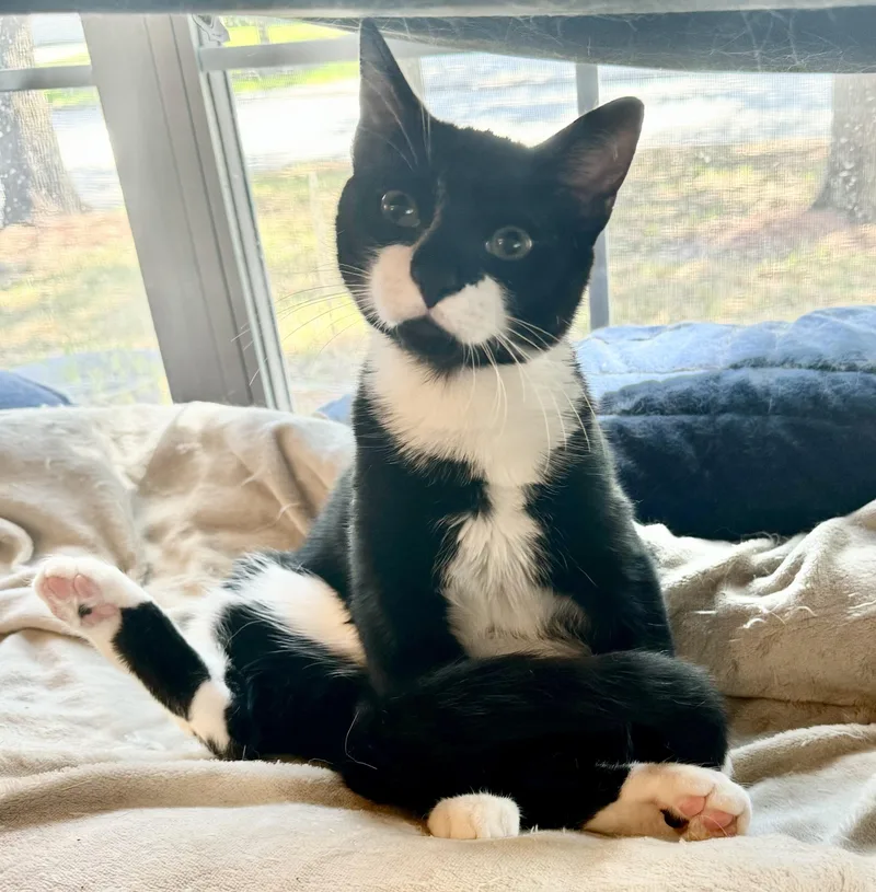 A young medium-sized male Black & White / Tuxedo Tuxedo cat named Tuxy for adoption in Humble, TX