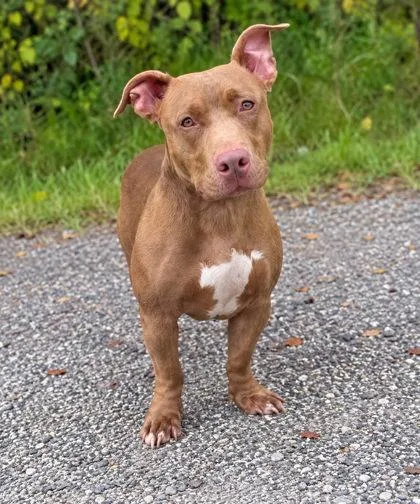 An adult medium-sized male Terrier dog named Armstrong for adoption in Palm Coast, FL