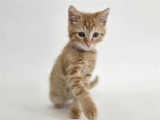 A baby small-sized male Domestic Short Hair cat named Homer for adoption in Saint Louis, MO