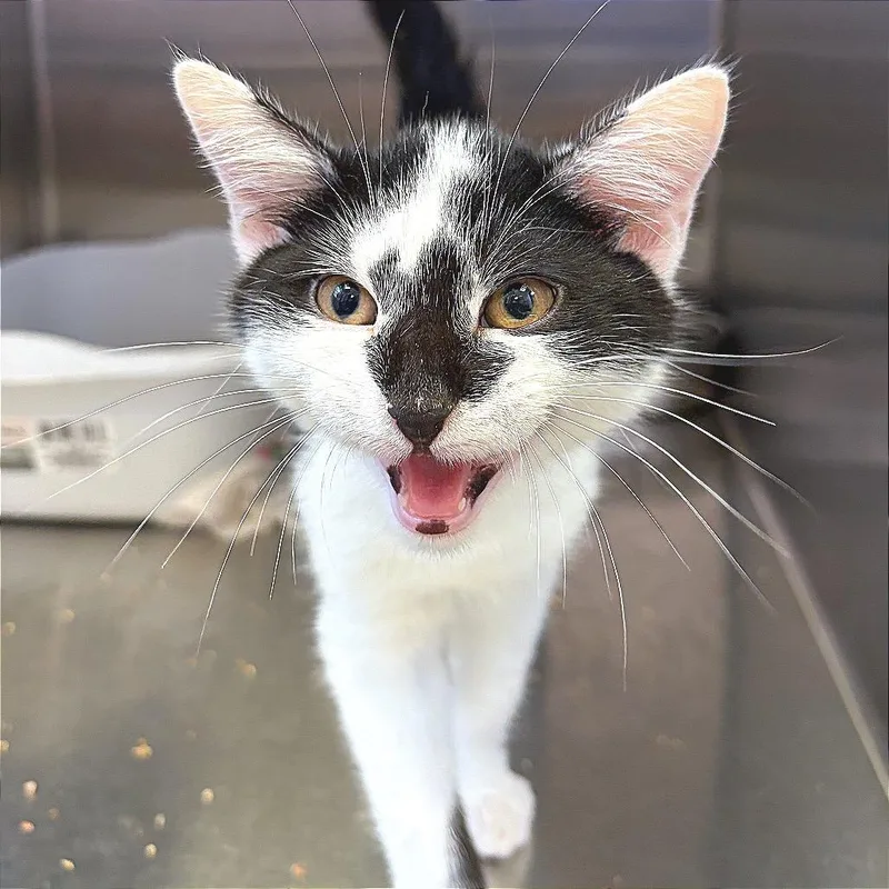 A baby small-sized male Domestic Short Hair cat named Texas Garlic Bread Basket for adoption in Hannibal, MO