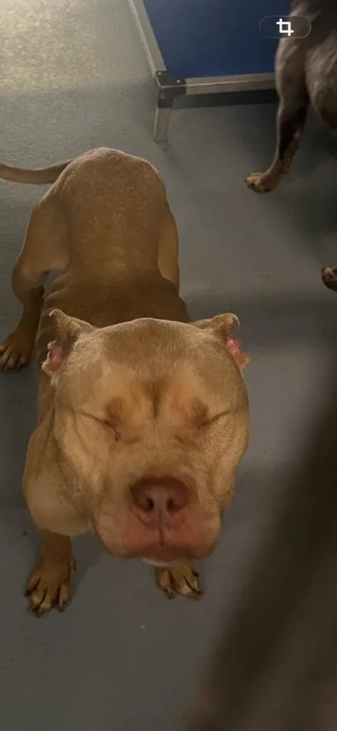 A young large-sized female Mixed Breed dog named Pinky for adoption in Cartersville , GA