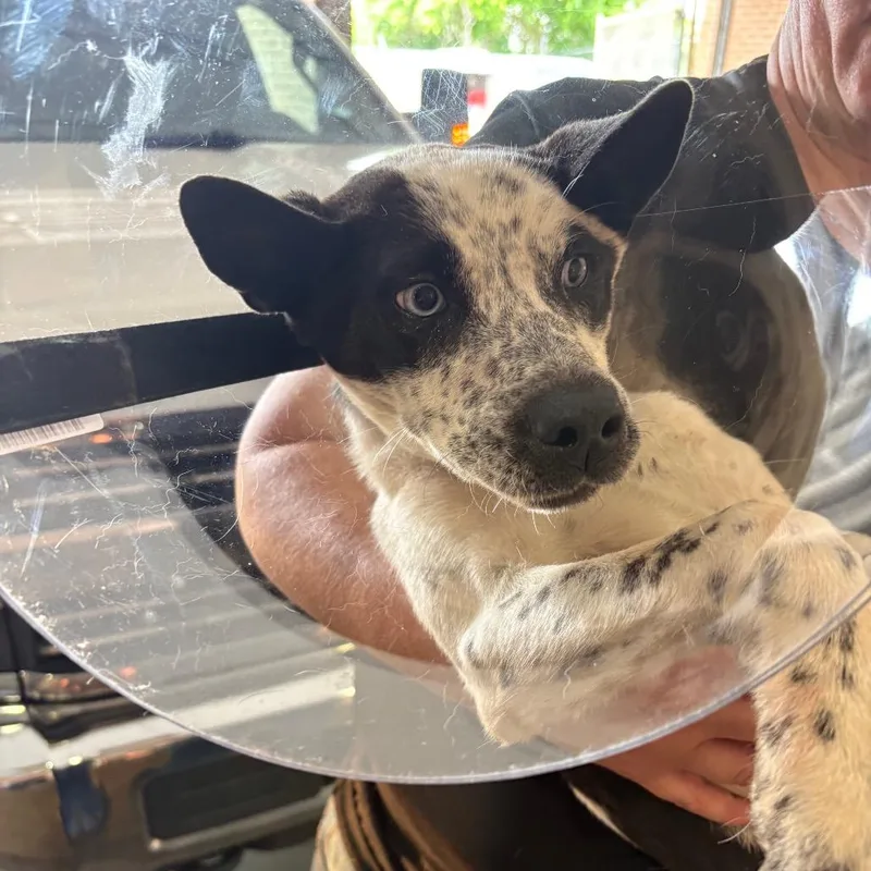 A baby small-sized female White / Cream Cattle Dog dog named Opal for adoption in Birmingham, AL