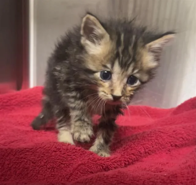 A baby small-sized male Domestic Short Hair cat named Steven for adoption in Rosenberg, TX