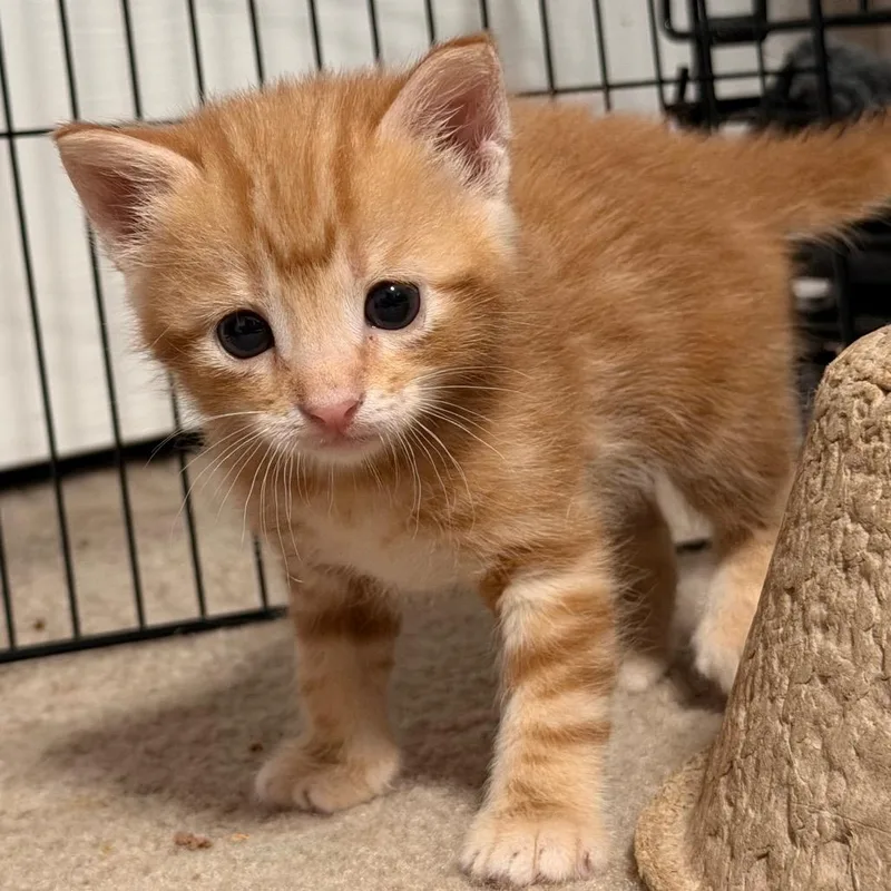 A baby small-sized male Orange / Red Domestic Short Hair cat named Killarney for adoption in Boerne, TX
