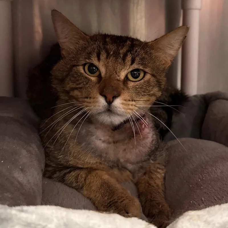 An adult large-sized male Brown / Chocolate Domestic Short Hair cat named Ilya for adoption in Salt Lake City, UT