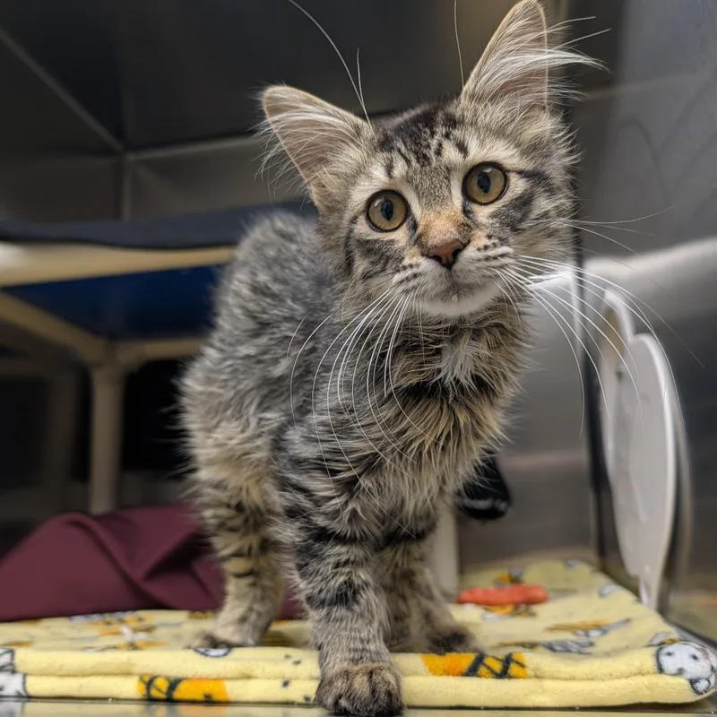 A baby small-sized female Gray / Blue / Silver Domestic Long Hair cat named Samsung for adoption in Detroit Lakes, MN