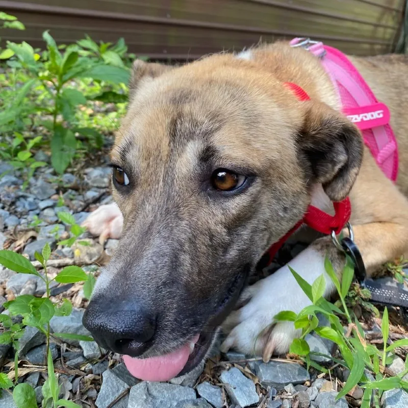 A young medium-sized female Yellow / Tan / Blond / Fawn Shepherd dog named Haley for adoption in Hackett, AR