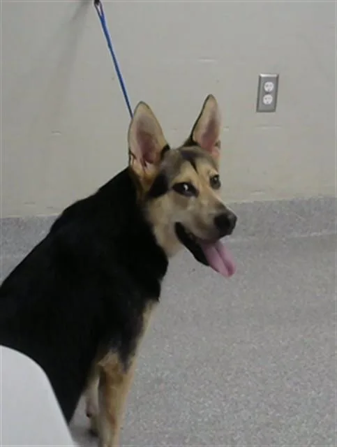 A young large-sized female German Shepherd Dog dog named Skyla for adoption in Pasadena, TX