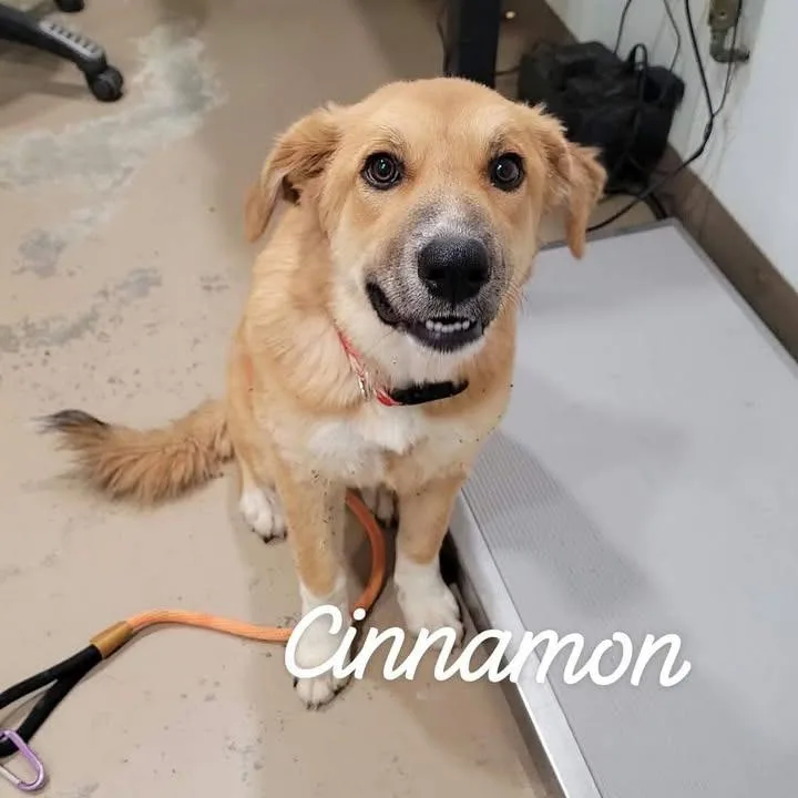 A young medium-sized female Mixed Breed dog named Cinnamon for adoption in Buchanan Dam, TX