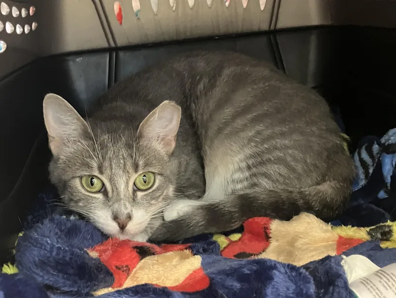 An adult medium-sized female Tabby (Gray / Blue / Silver) Domestic Short Hair cat named Icey for adoption in Eatontown, NJ