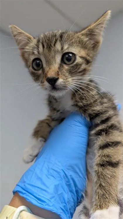 A baby small-sized female Domestic Short Hair cat named Lorde for adoption in Largo, FL