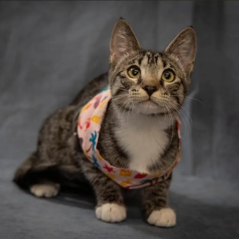 A baby medium-sized female Domestic Short Hair cat named Joule for adoption in Scottsdale, AZ