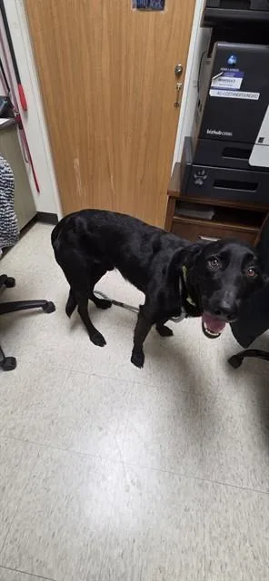 A young medium-sized male Labrador Retriever dog named Cash A for adoption in Plano, TX