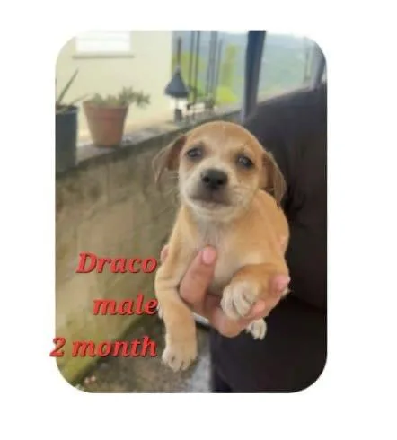 A baby small-sized male Pug dog named Draco for adoption in Virginia Beach, VA