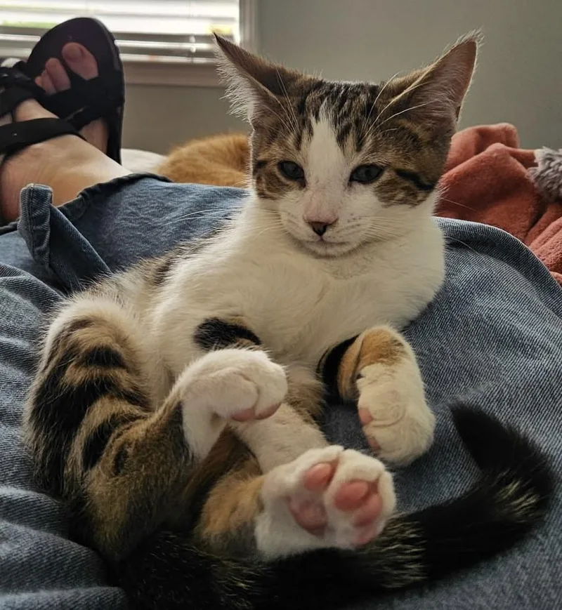 A baby medium-sized male Domestic Short Hair cat named Curly for adoption in Florence, SC