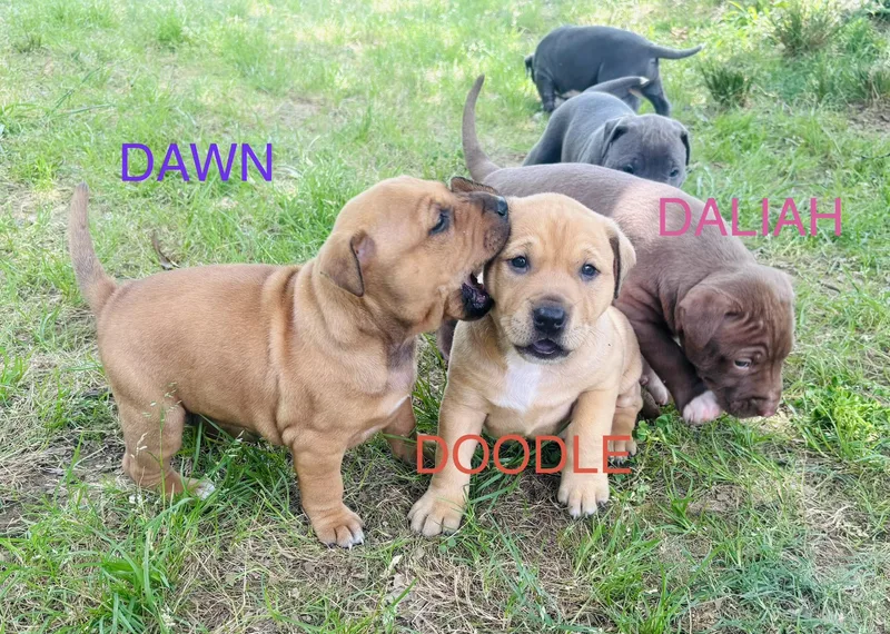 A baby medium-sized female Yellow / Tan / Blond / Fawn Golden Retriever dog named Dawn And Doodle for adoption in Cordova, TN