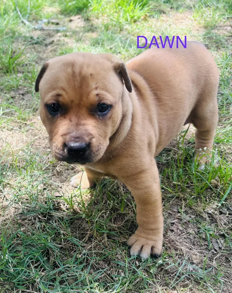 Dawn And Doodle thumbnail 2