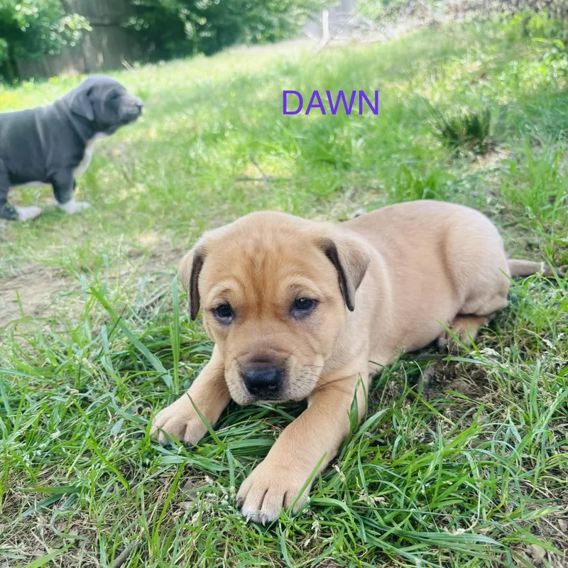 Dawn And Doodle thumbnail 3