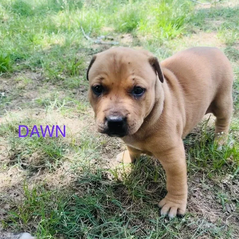 Dawn And Doodle thumbnail 4