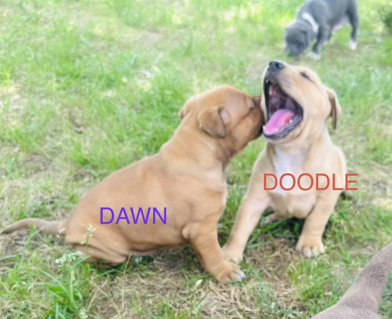 Dawn And Doodle thumbnail 6