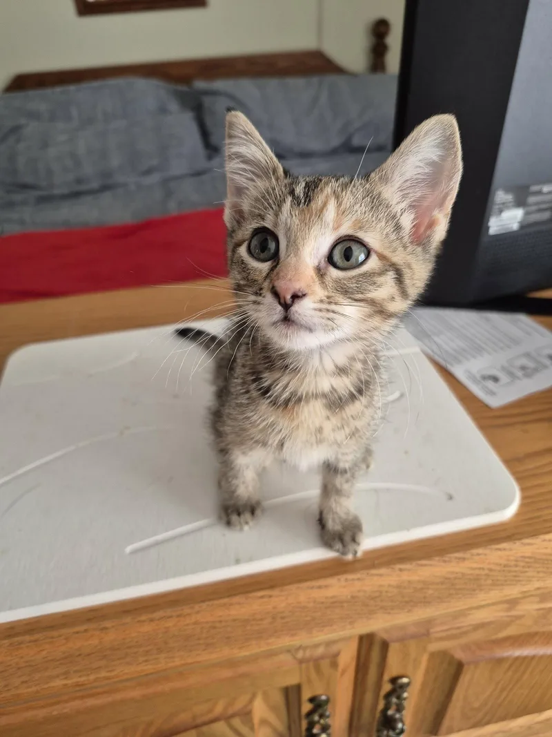 A baby medium-sized female Domestic Short Hair cat named Denim for adoption in Wheaton, IL