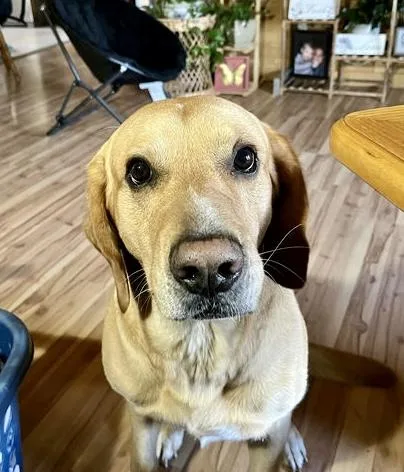 An adult large-sized male Labrador Retriever dog named Remi for adoption in Glover, VT