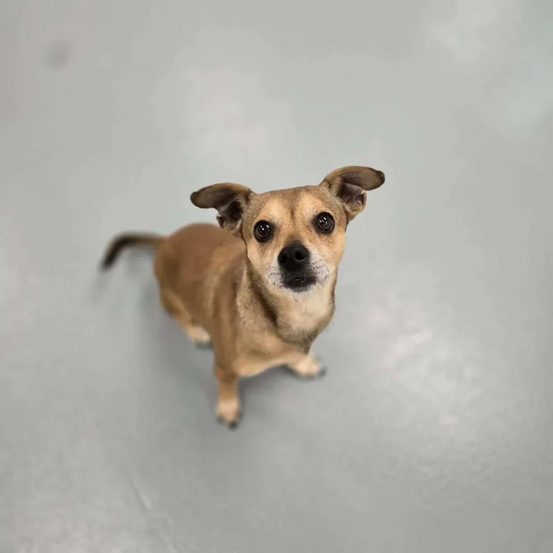 An adult small-sized male Yellow / Tan / Blond / Fawn Chihuahua dog named Fiver for adoption in Incline Village, NV