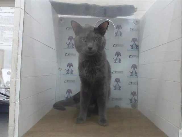 A young small-sized male Domestic Short Hair cat named Luno for adoption in Orlando, FL