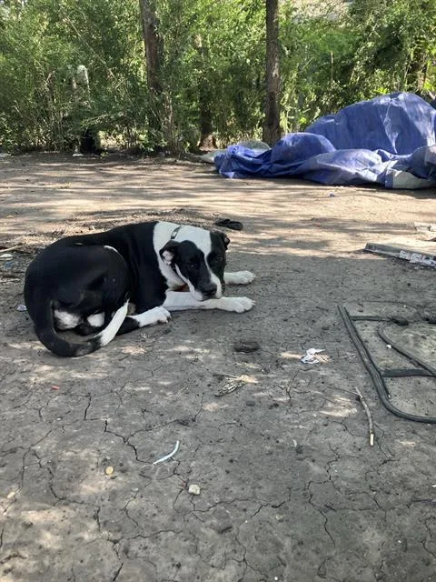 A young large-sized female Mixed Breed dog named Panda for adoption in Dallas, TX