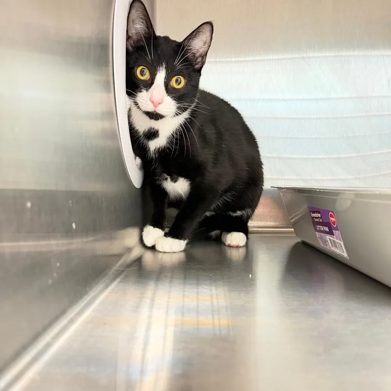 A young medium-sized male Domestic Short Hair cat named Split for adoption in Englewood, FL