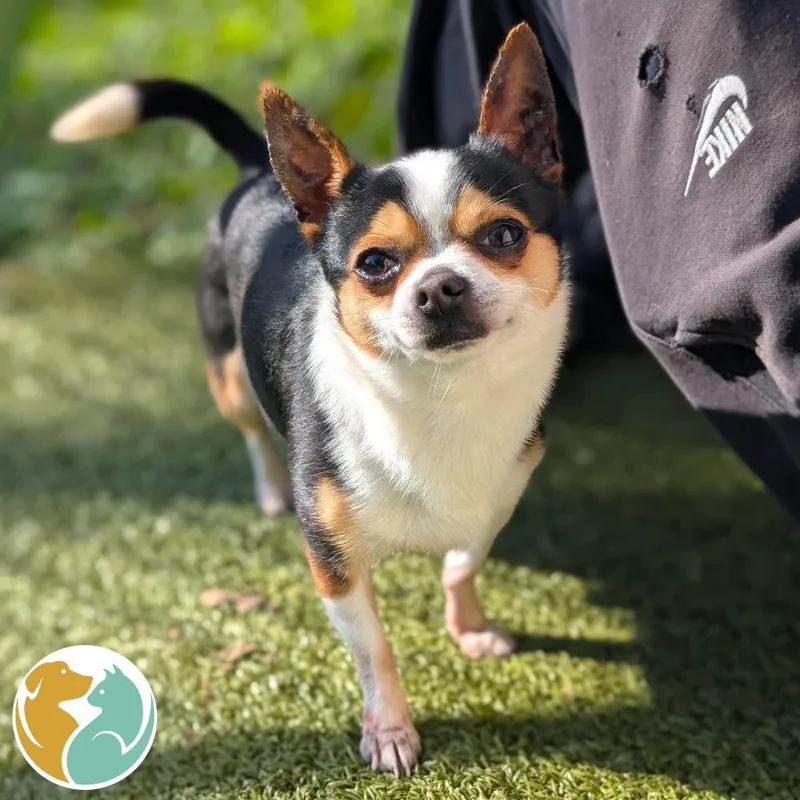 An adult small-sized male Black Chihuahua dog named Ace for adoption in Toledo, OH