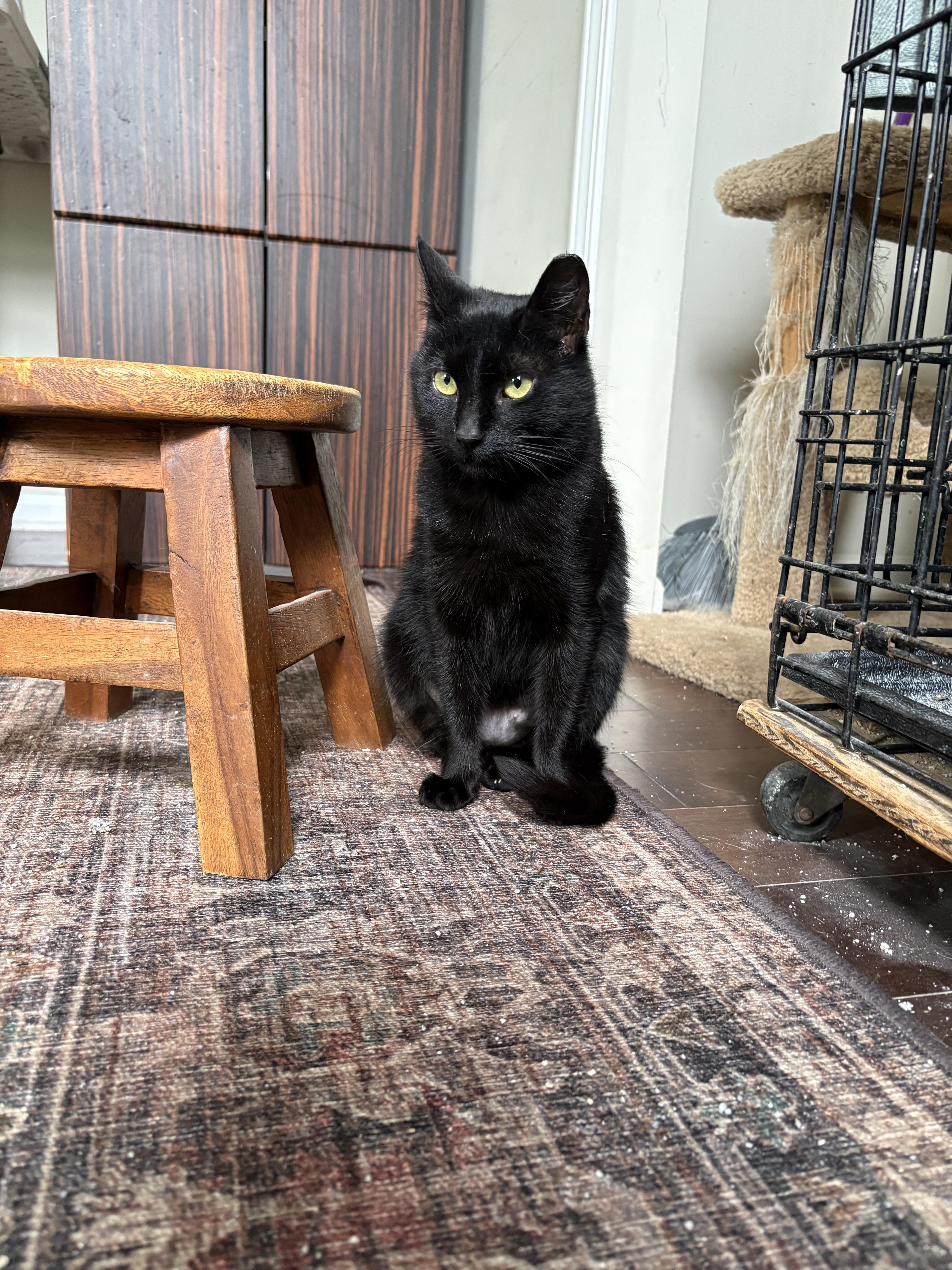 An adult medium-sized female Black Domestic Short Hair cat named Roxy for adoption in Warminster, PA