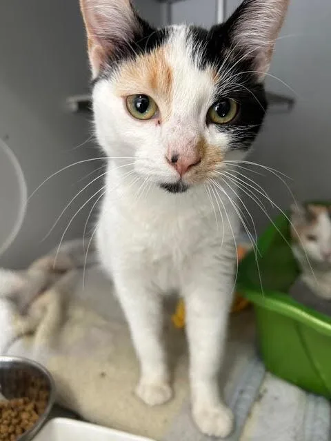 An adult medium-sized female Black & White / Tuxedo Domestic Short Hair cat named Otter for adoption in Anoka, MN