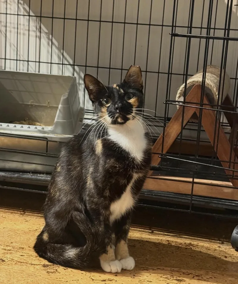 A young medium-sized female Tortoiseshell cat named Chanel for adoption in Pompano Beach, FL