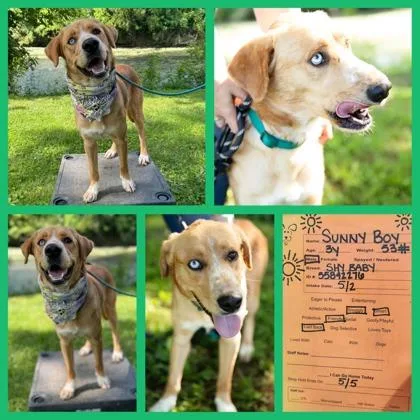 An adult large-sized male Mixed Breed dog named Sunny Boy for adoption in Sevierville, TN