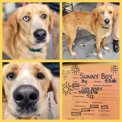 Sunny Boy thumbnail 2