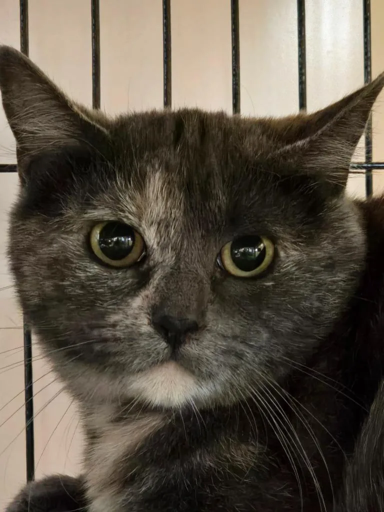 A young medium-sized female Domestic Short Hair cat named Callie for adoption in Shelton, WA