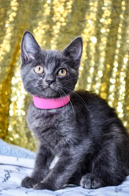 A baby small-sized female Domestic Short Hair cat named Evie for adoption in Yakima, WA