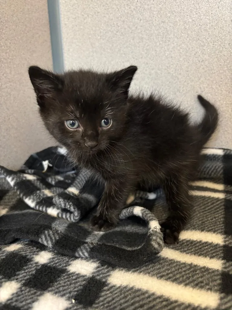 A baby small-sized male Domestic Short Hair cat named Phantom for adoption in Liverpool, NY