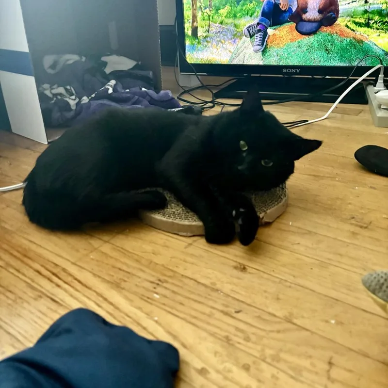 An adult large-sized male Black Domestic Short Hair cat named Chip for adoption in Oakton, VA