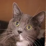 An adult small-sized female Gray & White Domestic Short Hair cat named Shark for adoption in Hilliard, OH