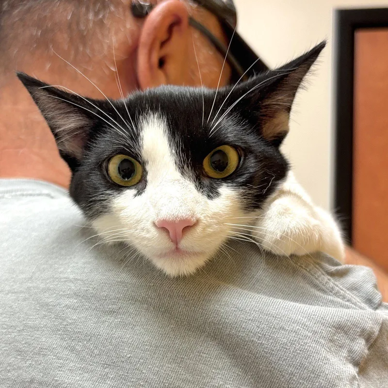 A young medium-sized male Domestic Short Hair cat named Pepper for adoption in Sonora, CA