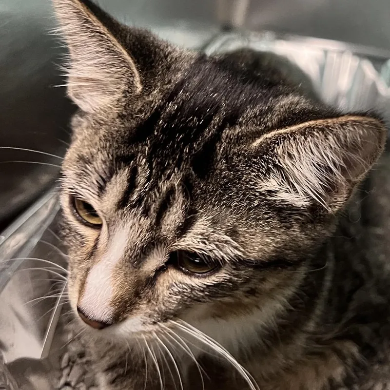 A baby small-sized female Brown / Chocolate Domestic Short Hair cat named Mid Tom for adoption in Matteson, IL