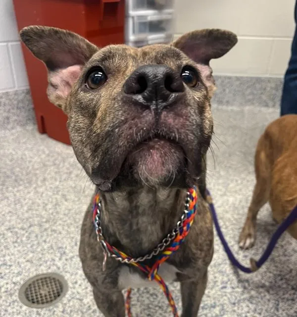 An adult medium-sized female Pit Bull Terrier dog named Lilly for adoption in Golden, CO