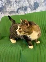 A young medium-sized male Domestic Short Hair cat named Munchi for adoption in McCook, NE