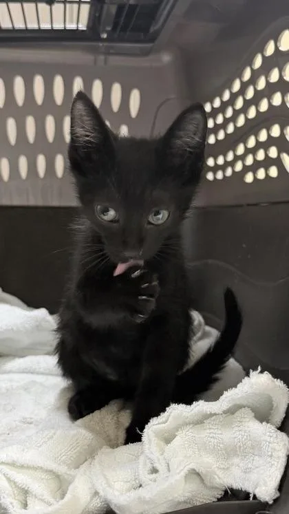 A baby small-sized male Domestic Short Hair cat named Mordecai for adoption in Honolulu, HI