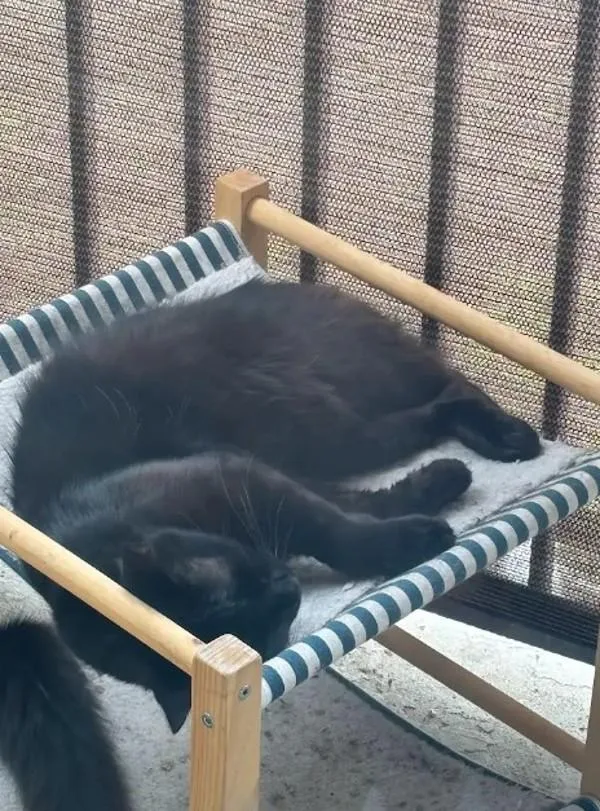 A young small-sized male Domestic Long Hair cat named Crispin for adoption in Escondido, CA