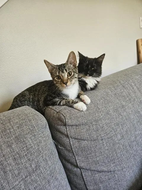 A baby medium-sized female Domestic Medium Hair cat named Alva for adoption in Shoreline, WA